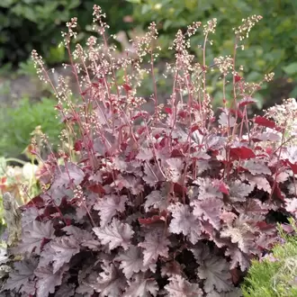 HÖKERA ‘sönen ateş’ / Heuchera ‘Melting Fire’