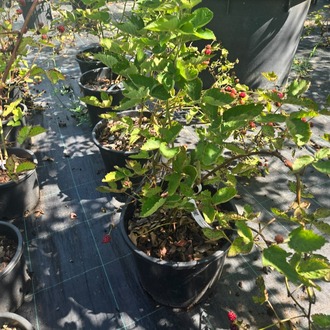 İRİ TANELİ BÖĞÜRTLEN / Rubus spp.