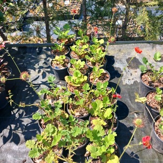CEYUM ‘bayan bradşav’ / Geum chiloensis ‘Mrs. Bradshaw’’