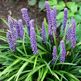 ZAMBAK SAZI - LİRYOP / Liriope muscari