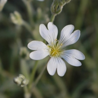 BEYAZ FARE DİŞİ /  Cerastium tomentosum