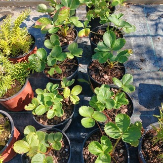 ALP ÇİLEĞİ / Fragaria vesca