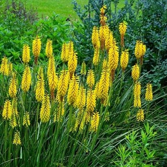 FENER ÇİÇEĞİ ‘güneşli gün sarısı’ / Kniphofia ‘Sunningdale Yellow’