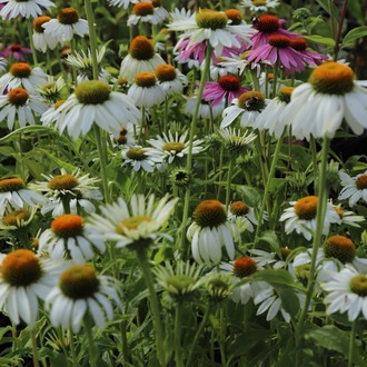 EKİNEZYA ‘beyaz kuğu’ / Echinacea 'White Swan'