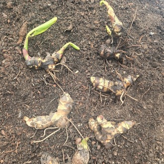 SARI ALACA YAPRAKLI PRETORYA KANA / Canna ‘Pretoria’