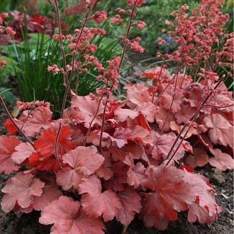 HÖKERA ‘kiraz suyu’ / Heuchera ‘Cherry Cola’
