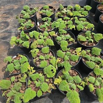 GÜMÜŞİ ADAÇAYI / GÜMÜŞİ SALVİYA - Salvia argentea