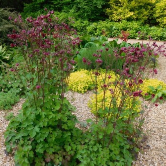 YAKUT HASEKİ KÜPESİ / Aquilegia vulgaris var. stellata ‘Ruby Port’