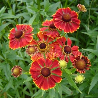 HELENYUM ‘serenat’ / Helenium ‘Serenade’