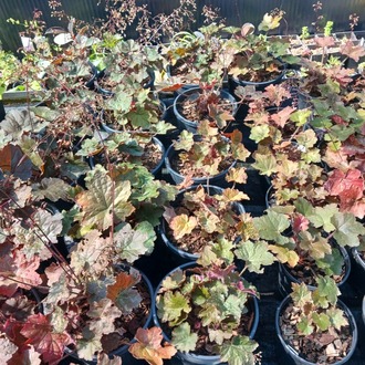 HÖKERA ‘sönen ateş’ / Heuchera ‘Melting Fire’