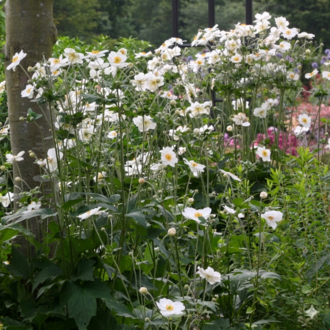 JAPON – ORMAN ANEMONU ‘onur’un kaşığı’ / Anemone ‘Honorine Jobert’