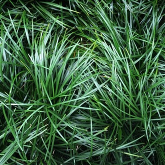 OSMANLI ÇİMİ / Ophiopogon japanicus