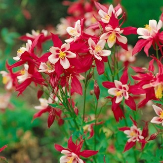 DAĞ HASEKİ KÜPESİ ‘kırmızı yıldız’ / Aquilegia caerulea-hybrida ‘Rotstern’