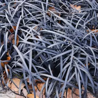 SİYAH OSMANLI ÇİMİ / Ophiopogon planiscapus nigrescens