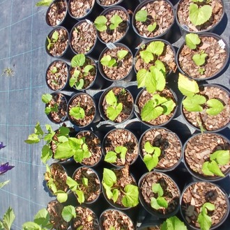 KAMPANULA ‘kent çanı’ / Campanula ‘Kent Belle’