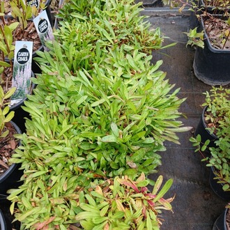 ÇAYIR LİKNİSİ / Lychnis flos-cuculi