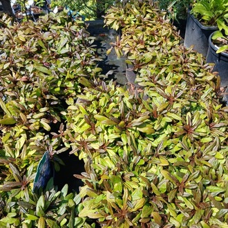AJUKA ‘çikolata’ / Ajuga reptans ‘Choclate Chip’