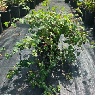 PORSELEN ASMASI / Ampelopsis glandulosa