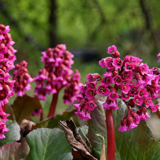 BERGENYA ‘davut’ / Bergenia ‘David’