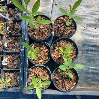 VERBENA - ÇAYIR MİNESİ /  Verbena bonariensis