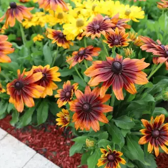KURAKÇIL RADBEKYA (Güneş Şapkası) ‘sonbahar renkleri’ / Rudbeckia hirta ‘Autumn Colors’