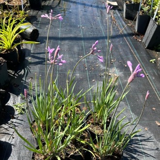 SOSYETE SARIMSAĞI / Thulbagia violacea