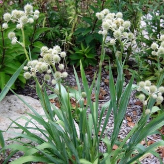YUKA YAPRAKLI BOĞADİKENİ / Eryngium Yuccifolium