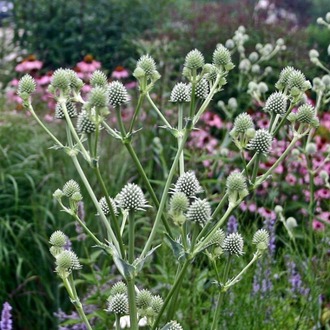 YUKA YAPRAKLI BOĞADİKENİ / Eryngium Yuccifolium