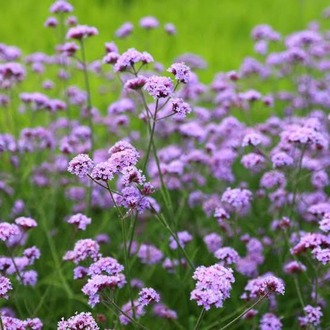 VERBENA - ÇAYIR MİNESİ /  Verbena bonariensis