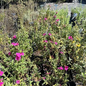 PEMBE LADEN / Cistus sp.