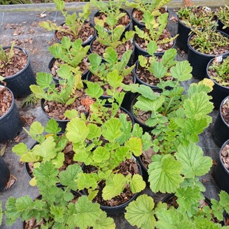 CEYUM ‘bayan bradşav’ / Geum chiloensis ‘Mrs. Bradshaw’’