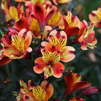 ALSTROMERYA ‘yerli yazı’ – PERU ZAMBAĞI / Alstromeria ‘Indian Summer’