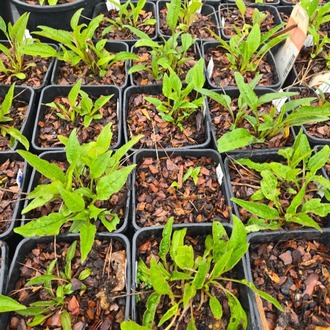 EKİNEZYA ‘lakota turuncusu’ / Echinacea purpurea ‘Lakota Orange’