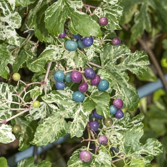 PORSELEN ASMASI / Ampelopsis glandulosa