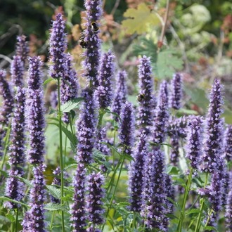 AGASTAŞ ‘karabaş’ / Agastache ‘Black Adder’ 