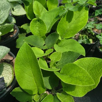 ORMAN HODANI / Trachystemon orientalis / *Türkiye Bitkisi