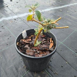 LOKİNÇ KELEBEK ÇALISI / Buddleja lochinch