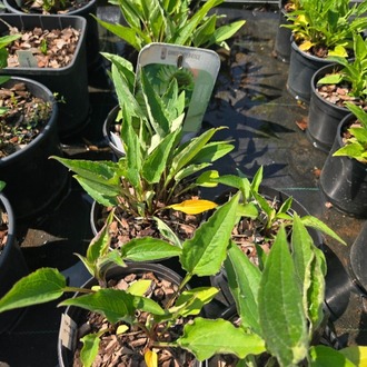EKİNEZYA ‘yeşil fırıldak’ / Echinacea purpurea ‘Green Twister’