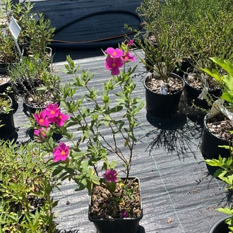 PEMBE LADEN / Cistus sp.