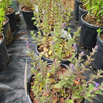 KEDİ NANESİ – NEPETA ‘kedi mavisi’ / Nepeta ‘Purrsian Blue’