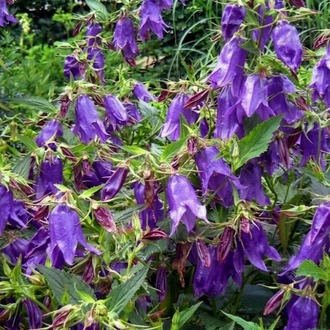 KAMPANULA ‘kent çanı’ / Campanula ‘Kent Belle’