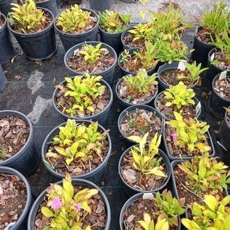 SİLENE ‘altın yaprak’ - Silene dioica ‘Ray’s Golden’