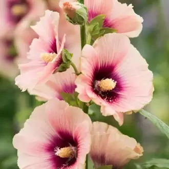 KAYISI NURLU GÜLHATMİ / Alcea rosea ‘Halo Apricot Group’