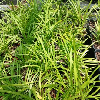 ZAMBAK SAZI - LİRYOP / Liriope muscari