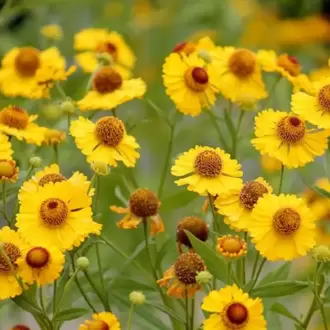 HELENYUM ‘sonbahar’ / HAPŞIRIKOTU ‘sonbahar’ - Helenium autumnale
