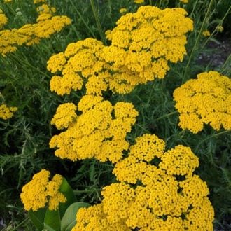 (tohum) BÜYÜK CİVANPERÇEMİ - Achillea filipendulina