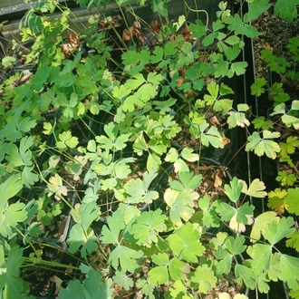 DAĞ HASEKİ KÜPESİ ‘enver altını’ / Aquilegia chrysantha ‘Denver Gold’