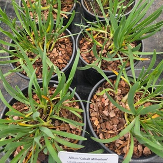 SONBAHAR ALYUMU ‘mor milenyum’ / Allium ‘Cobalt Millenium’
