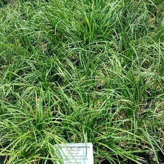 OSMANLI ÇİMİ / Ophiopogon japanicus