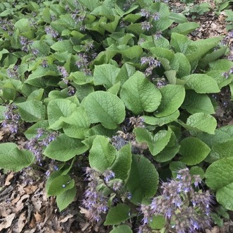 ORMAN HODANI / Trachystemon orientalis / *Türkiye Bitkisi